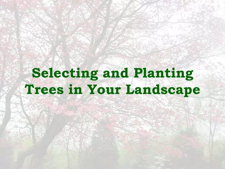 selecting and planting trees in your landscape