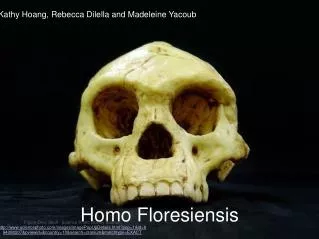 Homo Floresiensis