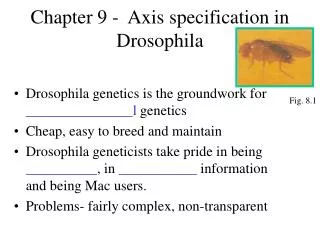 Chapter 9 - Axis specification in Drosophila