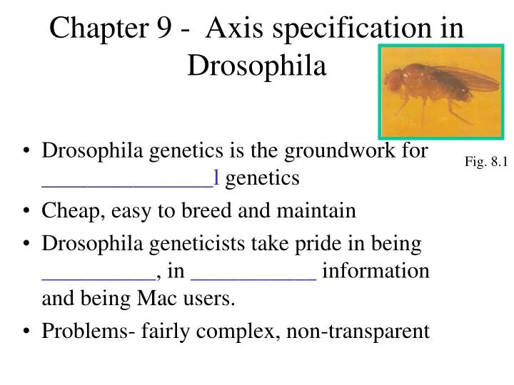 chapter 9 axis specification in drosophila