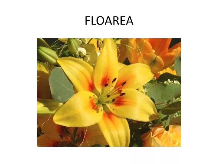 floarea