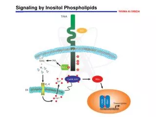 Signaling by Inositol Phospholipids