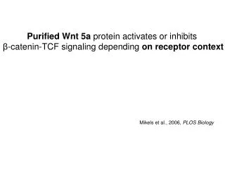 Purified Wnt 5a protein activates or inhibits