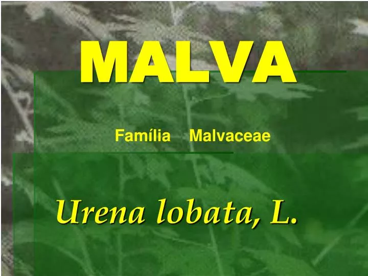 malva