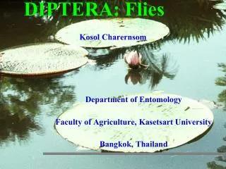 diptera flies