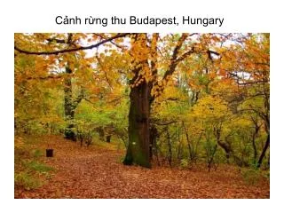 c nh r ng thu budapest hungary