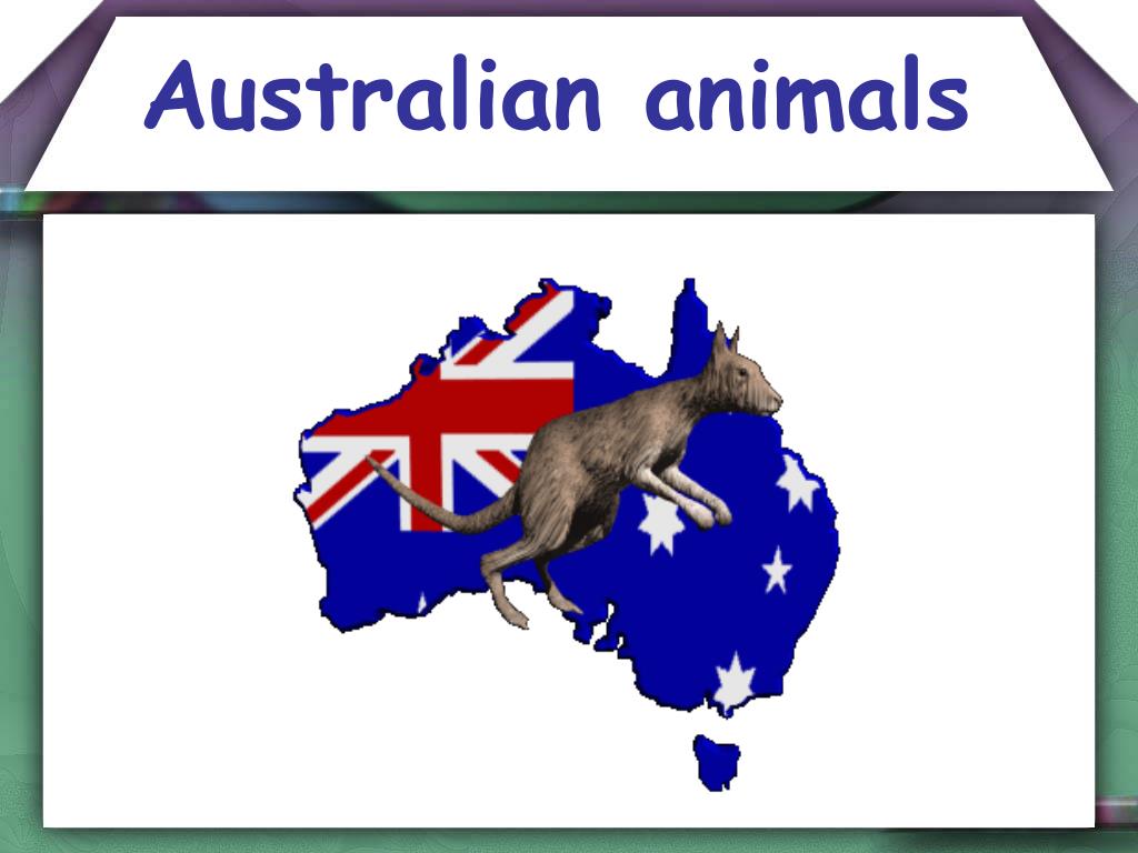 PPT - Australian animals PowerPoint Presentation, free download - ID ...