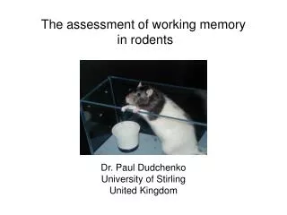 The assessment of working memory in rodents