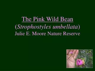 The Pink Wild Bean ( Strophostyles umbellata ) Julie E. Moore Nature Reserve