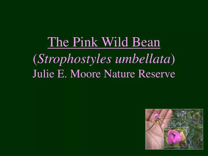 the pink wild bean strophostyles umbellata julie e moore nature reserve