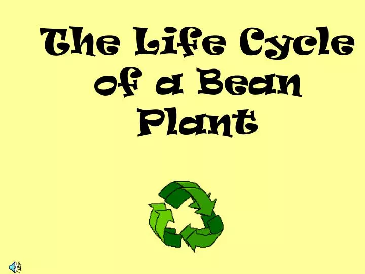 the life cycle of a bean plant