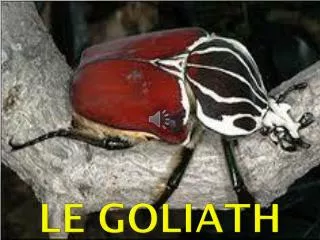 le goliath