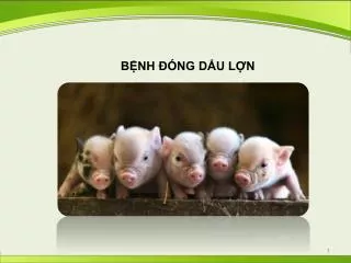 b nh ng d u l n