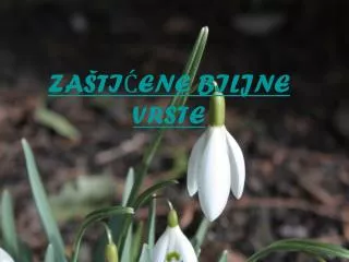 za ti ene biljne vrste