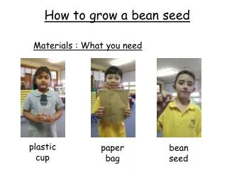 How to grow a bean seed