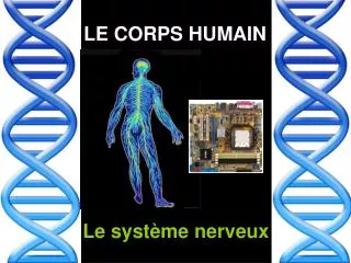 le corps humain