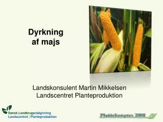 dyrkning af majs