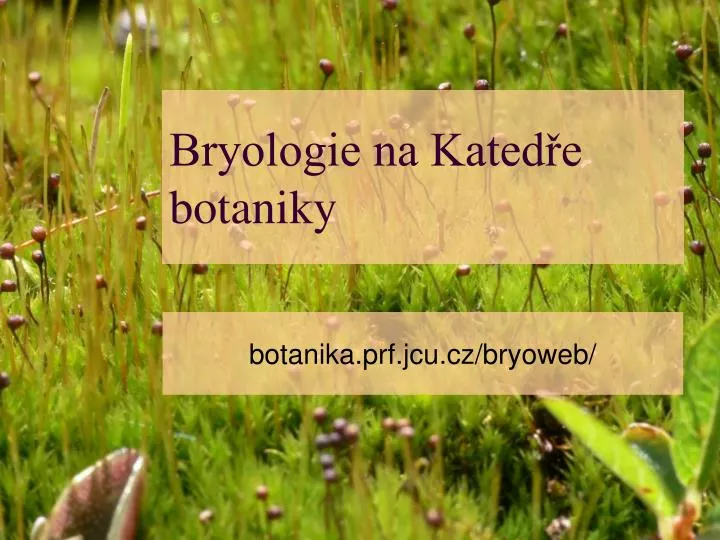 bryologie na kated e botaniky