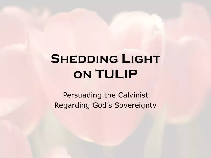 shedding light on tulip
