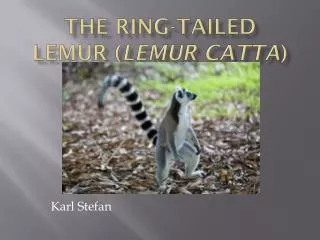 The Ring-tailed Lemur ( Lemur catta )