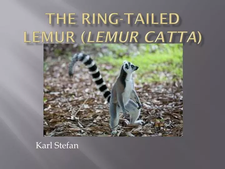the ring tailed lemur lemur catta
