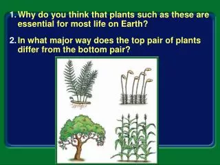 Why do you think that plants such as these are essential for most life on Earth?