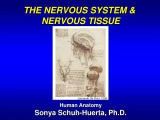 THE NERVOUS SYSTEM &amp; NERVOUS TISSUE Human Anatomy Sonya Schuh-Huerta, Ph.D.