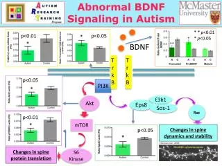Abnormal BDNF Signaling in Autism