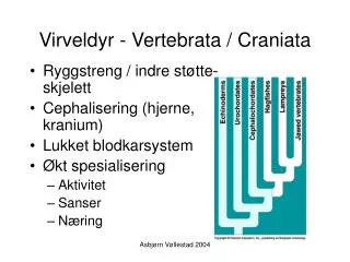 virveldyr vertebrata craniata