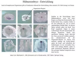 h hnerembryo entwicklung