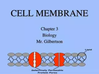 CELL MEMBRANE