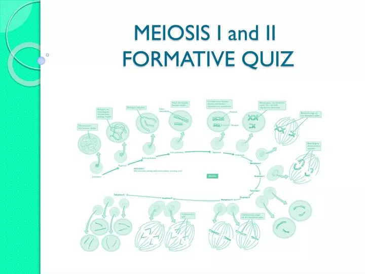 meiosis i and ii formative quiz