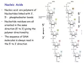 Nucleic Acids