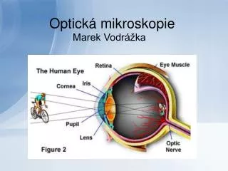 optick mikroskopie