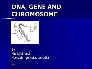 DNA, GENE AND CHROMOSOME