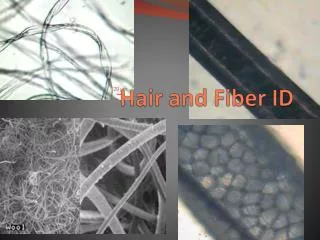 Hair and Fiber ID