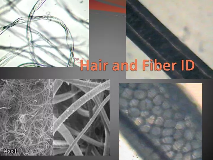 hair and fiber id