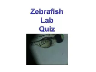 Zebrafish Lab Quiz