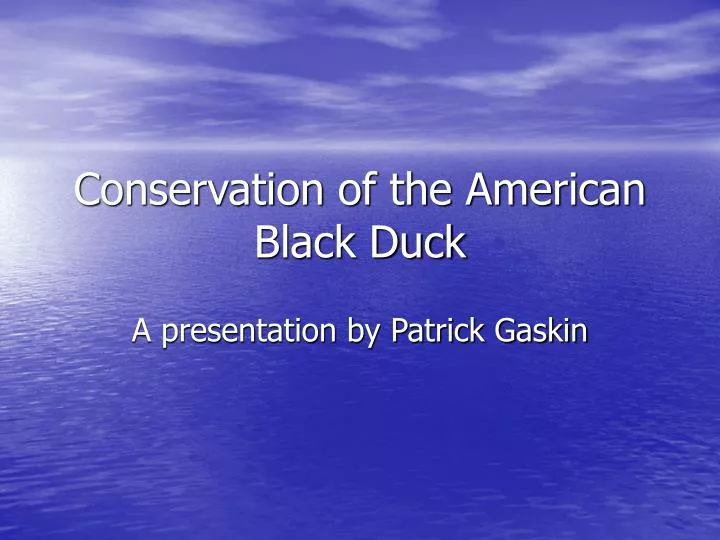 conservation of the american black duck
