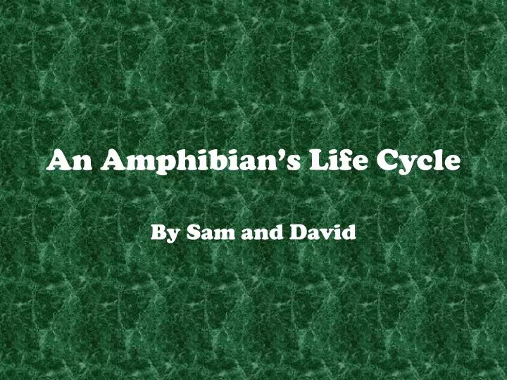 an amphibian s life cycle