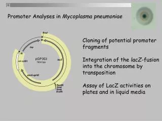 Cloning of potential promoter fragments Integration of the lacZ -fusion into the chromosome by