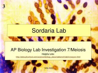 Sordaria Lab