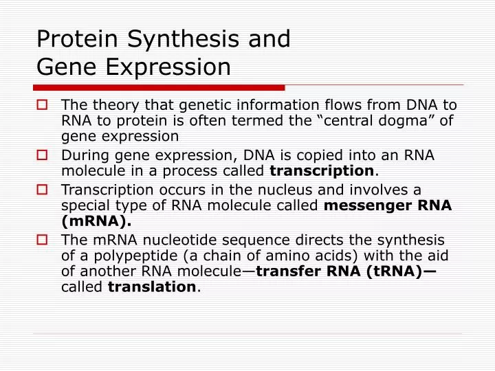 protein synthesis and gene expression