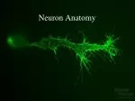 Neuron Anatomy - slide 1