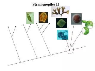 Stramenopiles II