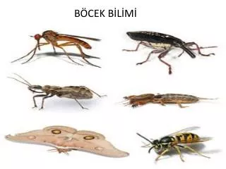 b cek b l m