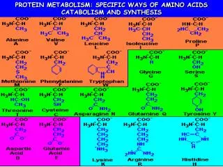 PROTEIN METABOLISM: SPECIFIC WAYS OF AMINO ACIDS CATABOLISM AND SYNTHESIS