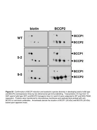 biotin	 BCCP2