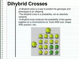 -A dihybrid cross is a way to predict the genotype and phenotype of an offspring