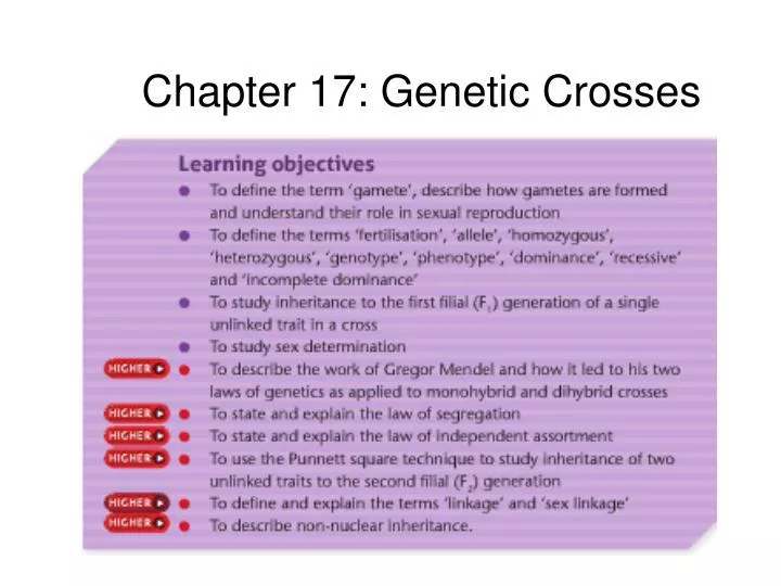 chapter 17 genetic crosses